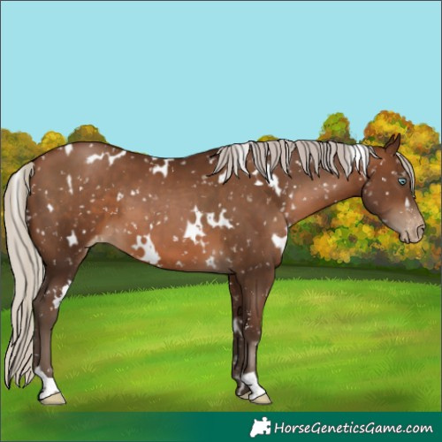 Horse Color:Gray White Spotted Silver Brown Pearl Appaloosa 