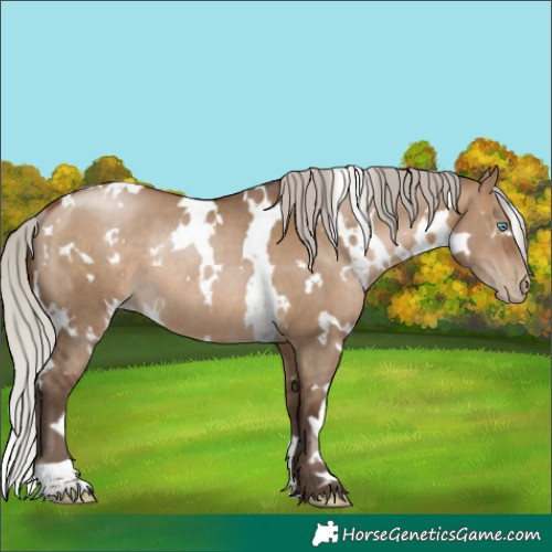 Horse Color:Gray White Spotted Silver Brown Pearl Dun Rabicano 