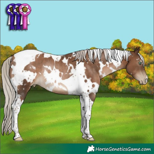 Horse Color:Gray White Spotted Silver Black Pearl Tobiano Rabicano 