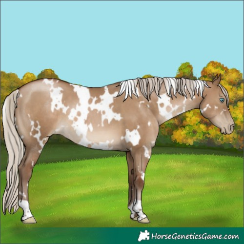 Horse Color:Gray White Spotted Silver Grullo Pearl 
