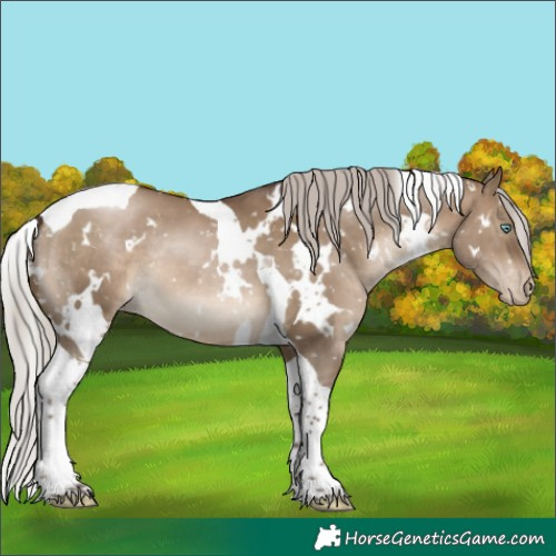 Horse Color:Gray White Spotted Silver Brown Pearl Dun Tobiano Appaloosa 