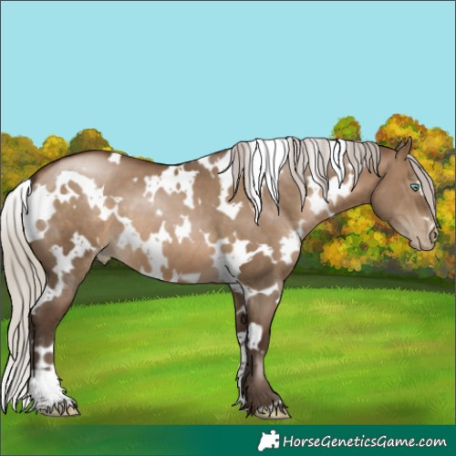 Horse Color:Gray White Spotted Silver Brown Pearl Dun 