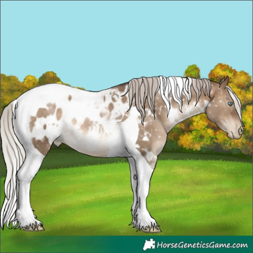 Horse Color:Gray White Spotted Silver Brown Pearl Dun Tobiano Appaloosa 
