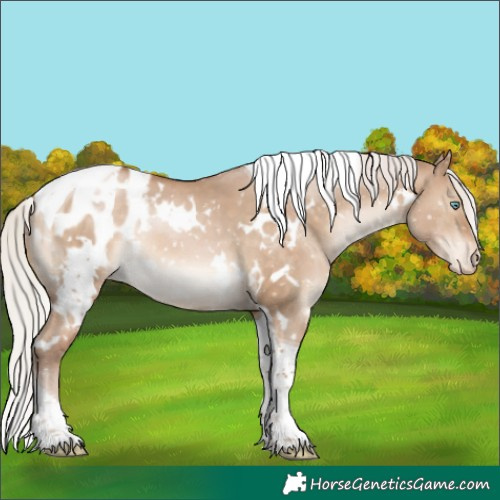 Horse Color:White Spotted Silver Brown Pearl Dun Tobiano Appaloosa Rabicano 