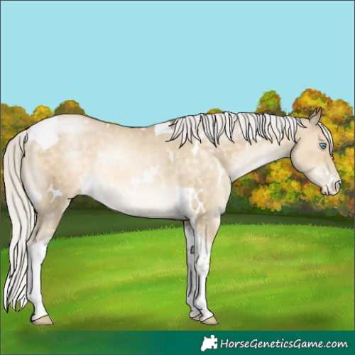 Horse Color:White Spotted Silver Buckskin Pearl Dun Tobiano Rabicano 