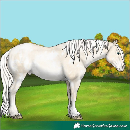 Horse Color:White Spotted Silver Sable Cream Champagne Pearl Dun Appaloosa Rabicano 
