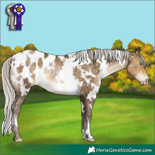 Horse Color:Gray White Spotted Silver Buckskin Pearl Appaloosa Rabicano 