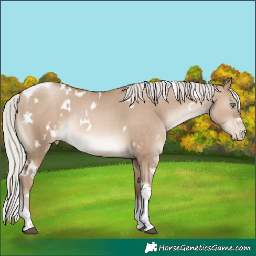 Horse Color:White Spotted Silver Brown Pearl Dun Tobiano Rabicano 