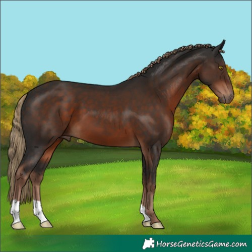 Horse Color:Liver Chestnut 