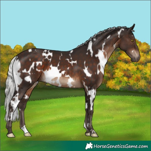 Horse Color:White Spotted Silver Brown 