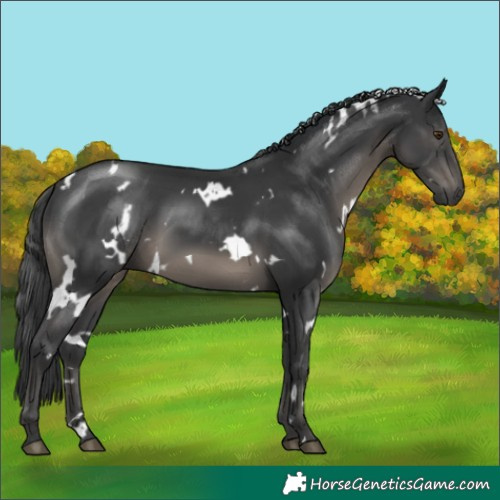 Horse Color:White Spotted Black 