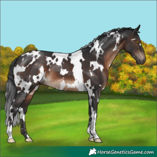 Horse Color:White Spotted Brown 