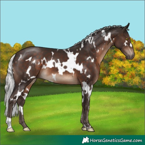 Horse Color:White Spotted Silver Brown 
