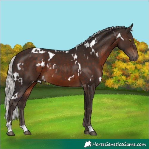 Horse Color:White Spotted Silver Brown 