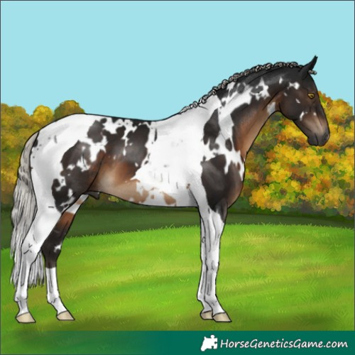 Horse Color:Gray White Spotted Silver Brown Tobiano 