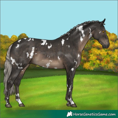 Horse Color:Gray White Spotted Silver Black 