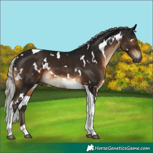 Horse Color:Gray White Spotted Silver Brown Tobiano 