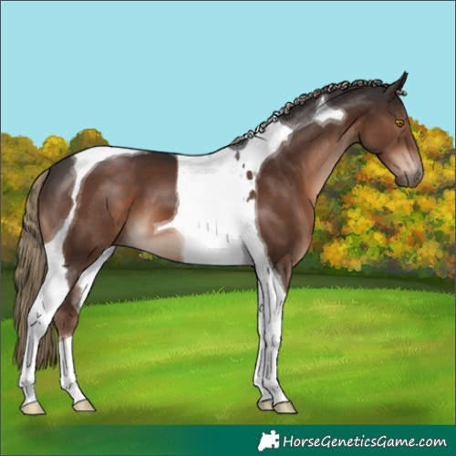 Horse Color:Liver Chestnut Tobiano 