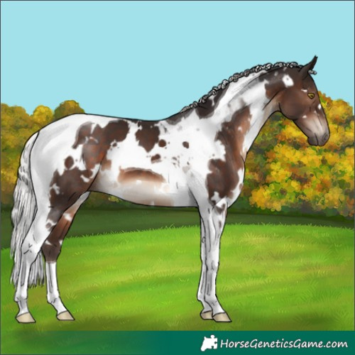 Horse Color:White Spotted Silver Brown Tobiano 