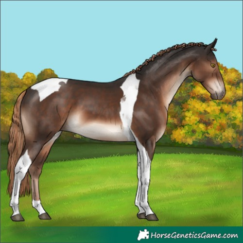 Horse Color:Liver Chestnut Tobiano 