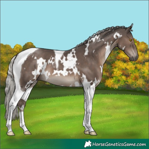 Horse Color:White Spotted Silver Black Tobiano 