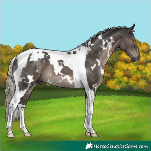 Horse Color:Gray White Spotted Silver Black Tobiano 