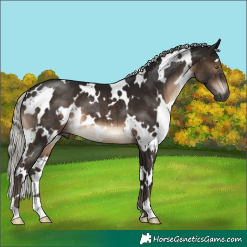 Horse Color:Gray White Spotted Silver Brown 