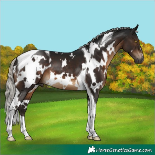 Horse Color:Gray White Spotted Silver Brown Tobiano 