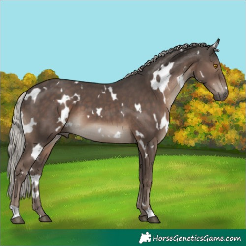 Horse Color:White Spotted Silver Black 