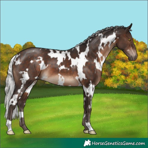 Horse Color:White Spotted Silver Brown