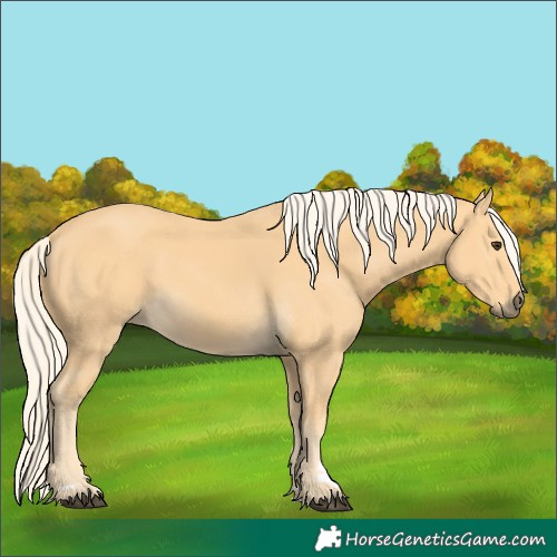 Horse Color:Palomino 