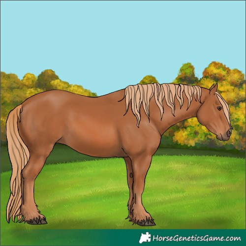 Horse Color:Chestnut 