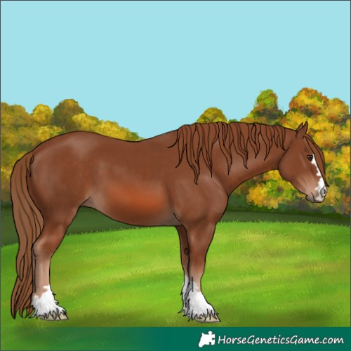 Horse Color:Chestnut 