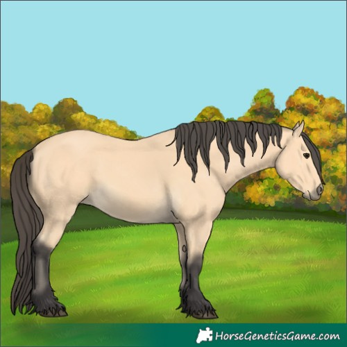 Horse Color:Buckskin