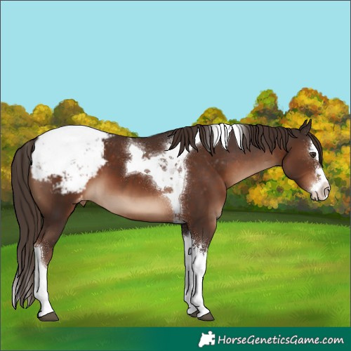 Horse Color:Liver Chestnut Splash Tobiano Appaloosa 