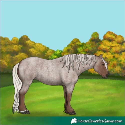 Horse Color:Silver Blue Roan 
