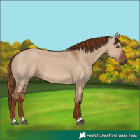 Horse Color:Red Dun 
