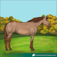Horse Color:Red Dun