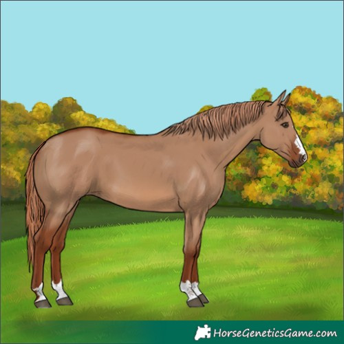 Horse Color:Red Dun 
