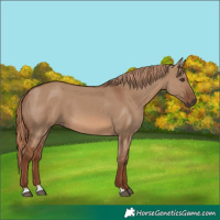 Horse Color:Red Dun 