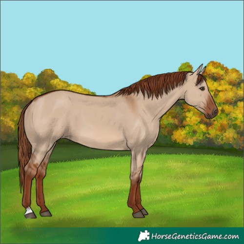 Horse Color:Red Dun