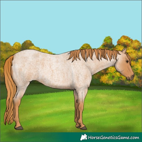 Horse Color:Red Roan
