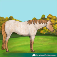 Horse Color:Red Roan