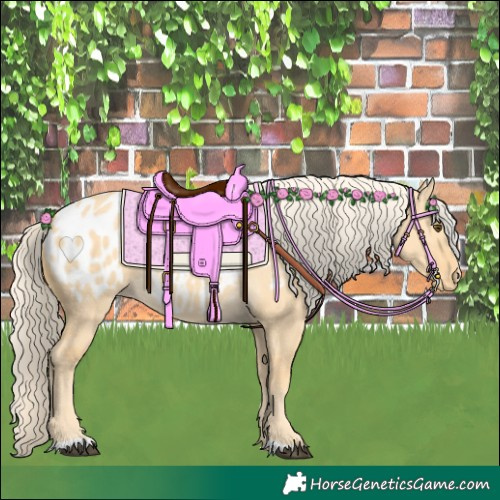Horse Color:Palomino Dun Appaloosa 