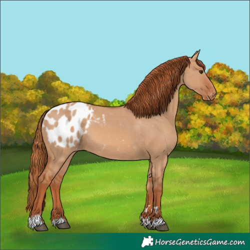 Horse Color:Red Dun Appaloosa 