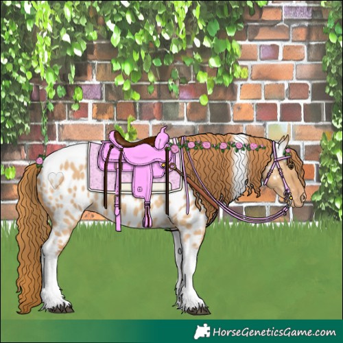 Horse Color:Red Dun Tobiano Appaloosa 