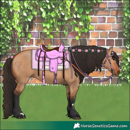 Horse Color:Bay Dun 