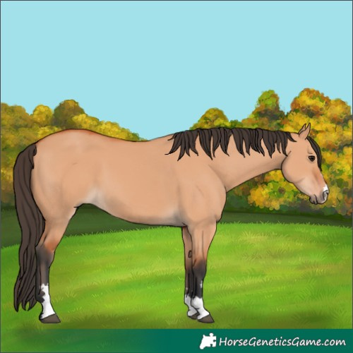 Horse Color:Bay Dun 