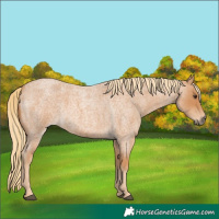 Horse Color:Red Roan 