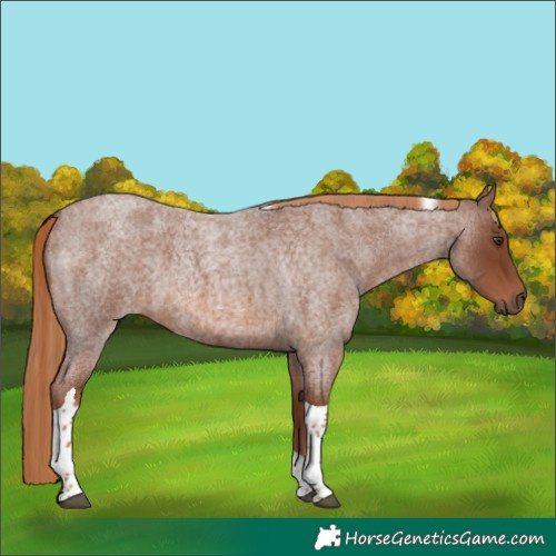Horse Color:Red Roan Tobiano 